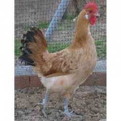 GALLINA PRAT LEONADA