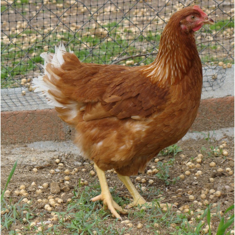 GALLINA ROJA DE PUESTA