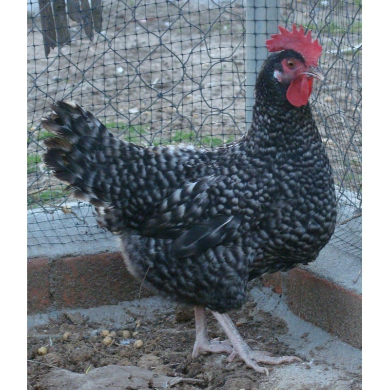 GALLINA PONEDORA BARRADA