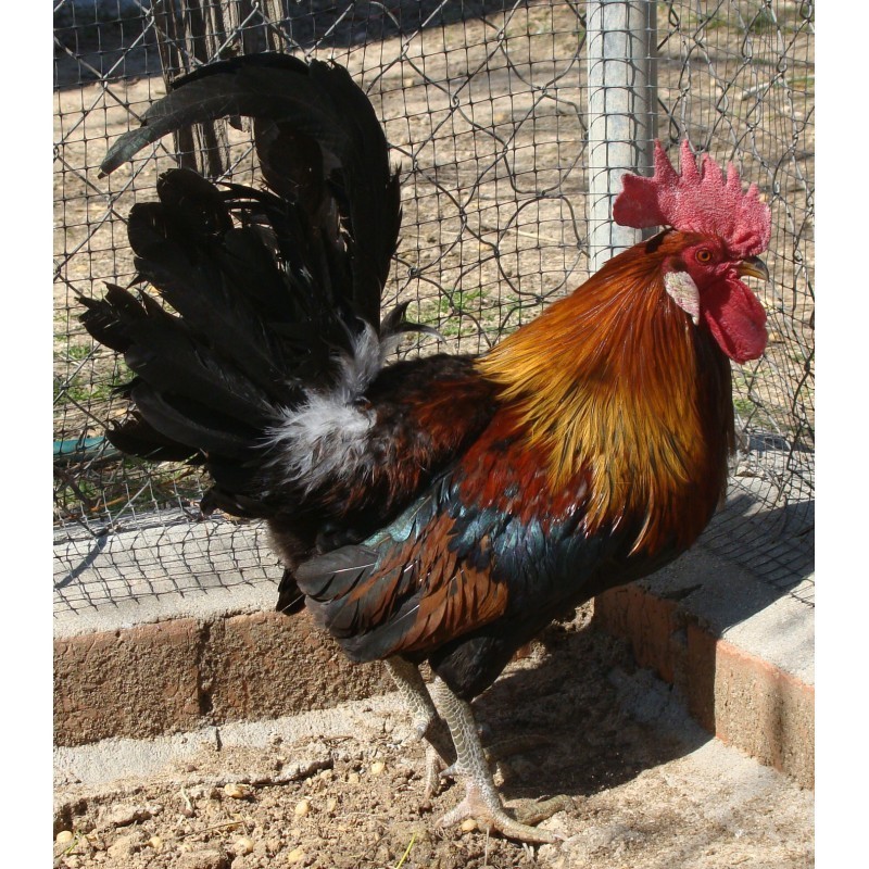 GALLINA ANDALUZA PERDIZ