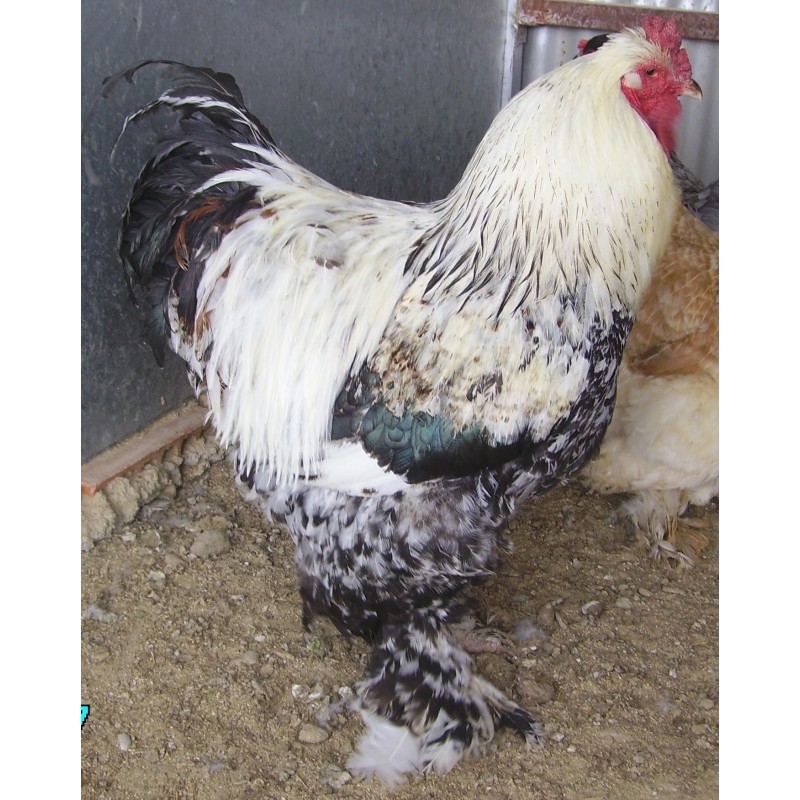 GALLINA BRAHMA