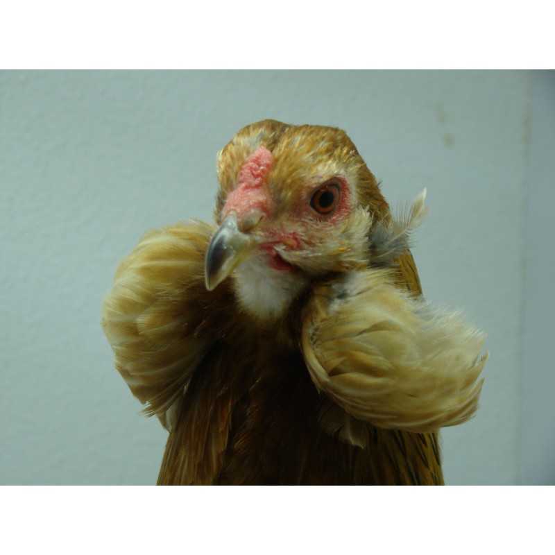 Gallina Araucana