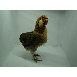 Gallina Araucana 2