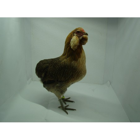Gallina Araucana