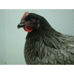 GALLINA AZUL PONEDORA 2
