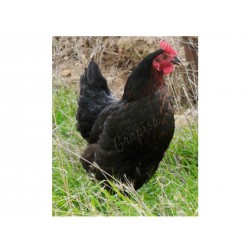 GALLINA NEGRA PONEDORA