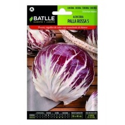 Achicoria Palla Rossa 5