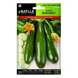 Calabacín Black Beauty