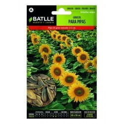 Girasol Para Pipas
