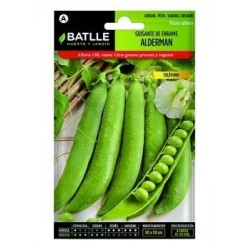 Guisante Enrame Alderman