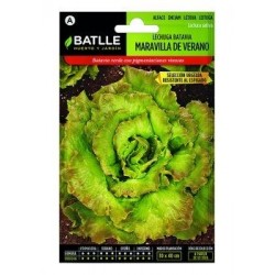 Lechuga Maravilla De Verano