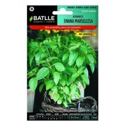 Albahaca Enana Marsellesa