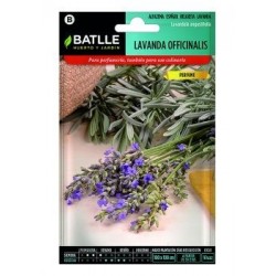 Lavanda Officinalis