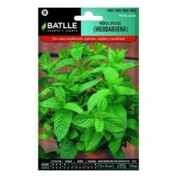 Menta Spicata (hierbabuena)