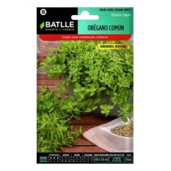 Orégano Comun