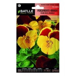 Pensamiento Híbrido Feline Rojo-Amarillo