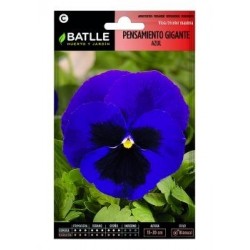 Pensamiento Gigante Azul