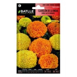 Clavelon De La India Doble Alto Variado