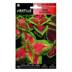 Coleus Arco Iris Variados