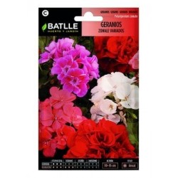 Geranios Zonale Variados