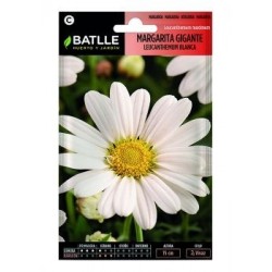 Margarita Gigante Leucanthemum Blanca