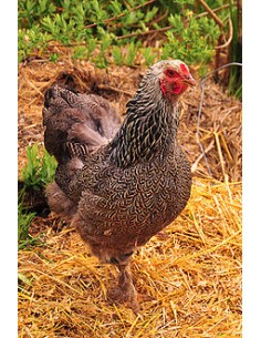GALLINA BRAHMA 2