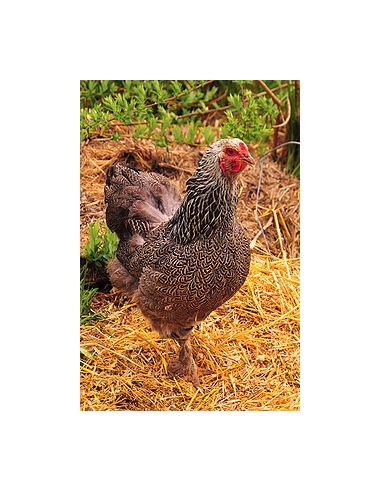 Gallina Brahma
