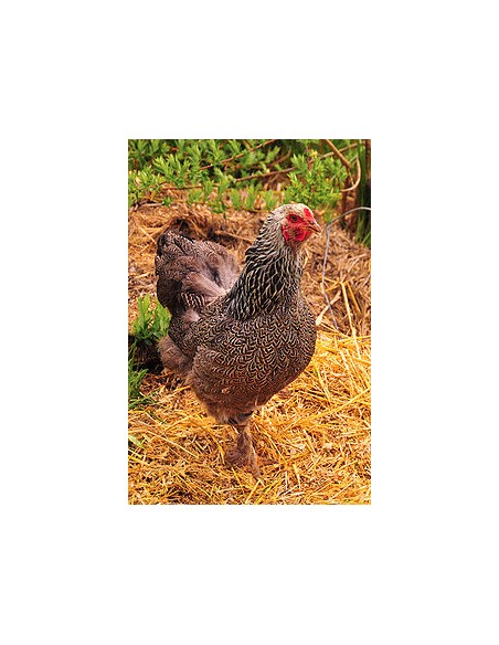 Gallina Brahma