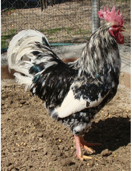 Gallina Pinta Pinta Asturiana