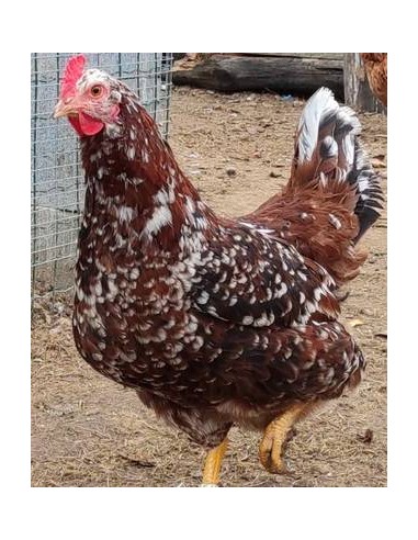 Gallina mil flores
