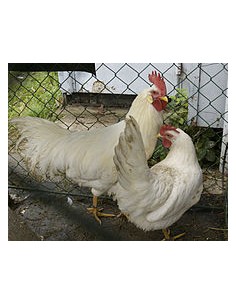 Gallina Leghorn