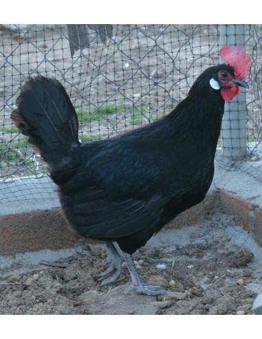 POLLITO DE RAZA CASTELLANA