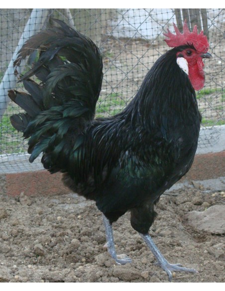 POLLITO DE RAZA CASTELLANA