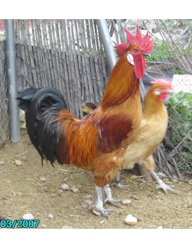 POLLITO DE RAZA PRAT ROJA