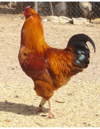 POLLITO DE RAZA MOS