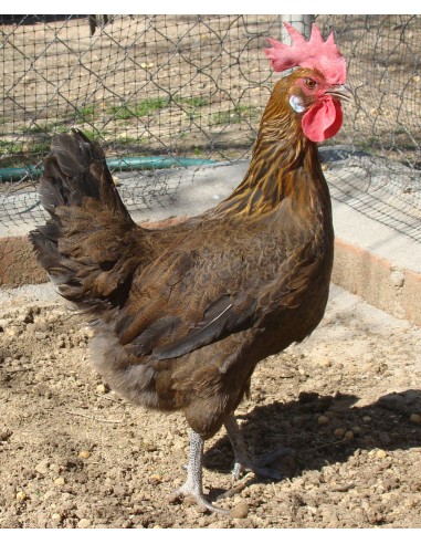 POLLITO DE RAZA ANDALUZA PERDIZ