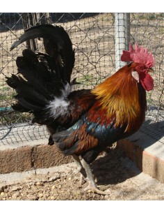 POLLITO DE RAZA ANDALUZA... 2