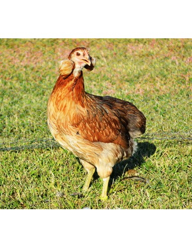 POLLITO DE RAZA ARAUCANA