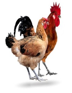 POLLITO DE RAZA SUREÑA MORUCHA