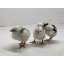 POLLITO DE RAZA PINTA PINTA...