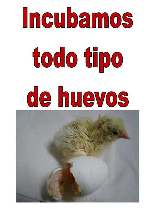 Agrobrunete incuba todo tipo de huevos